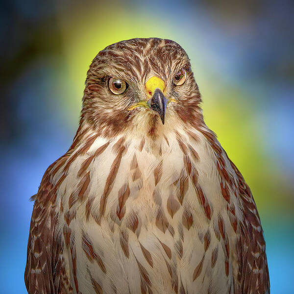 Red Shouldered Hawk Poster featuring the photograph The Serious Hawk by Mark Andrew Thomas