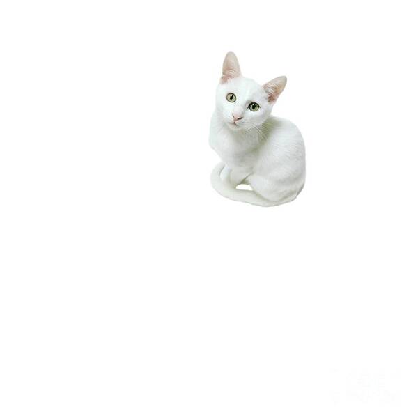 Fineart Poster featuring the digital art The white cat by Yvonne Padmos