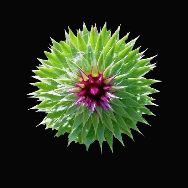 Thistle Bloom Poster featuring the photograph Thistle Bloom by Ira Marcus