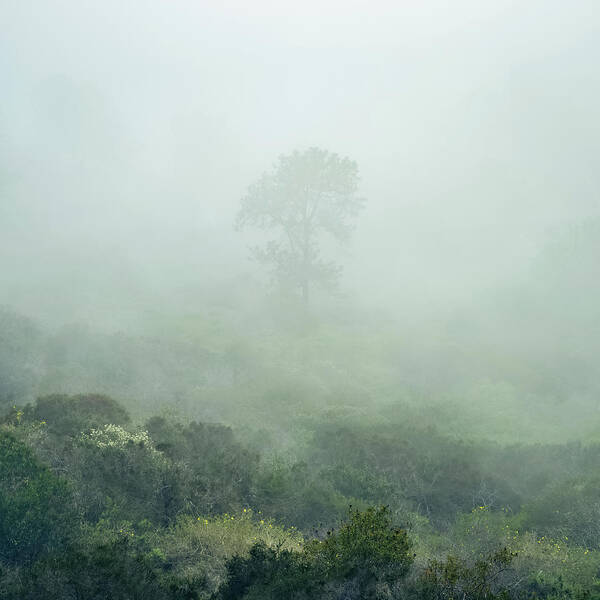 Torrey Pine Poster featuring the photograph Torrey Pine Lost in Fog by Alexander Kunz