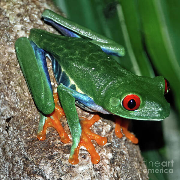 Wildlife Poster featuring the photograph Tree Frog by Tom Watkins PVminer pixs