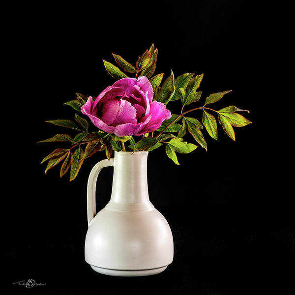 Tree Peony Poster featuring the photograph Tree peony Lan He Paeonia suffruticosa rockii in a white vase on a black background by Torbjorn Swenelius