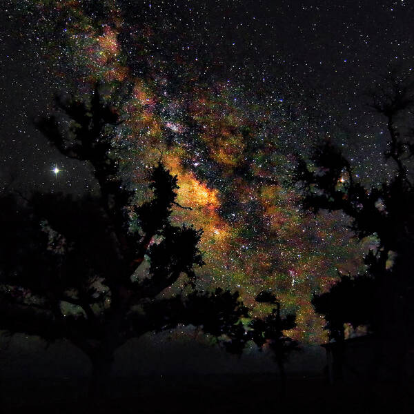 Milky Way Poster featuring the photograph Trees Silhouetted by the Milky Way - Harkers Island North Caroli by Bob Decker
