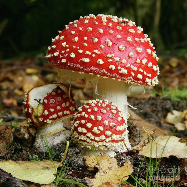 Fly Agaric Poster featuring the photograph Trio of Fly Agaric Fungi by Warren Photographic