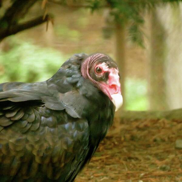 Bird Poster featuring the photograph Turkey Vulture by Azthet Photography