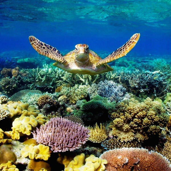 Photo Poster featuring the photograph Turtle Gliding Over Great Barrier Reef by World Art Collective