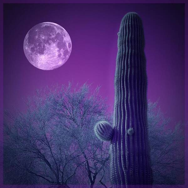 Moon Poster featuring the photograph Under the Purple Moon by Barbara Zahno