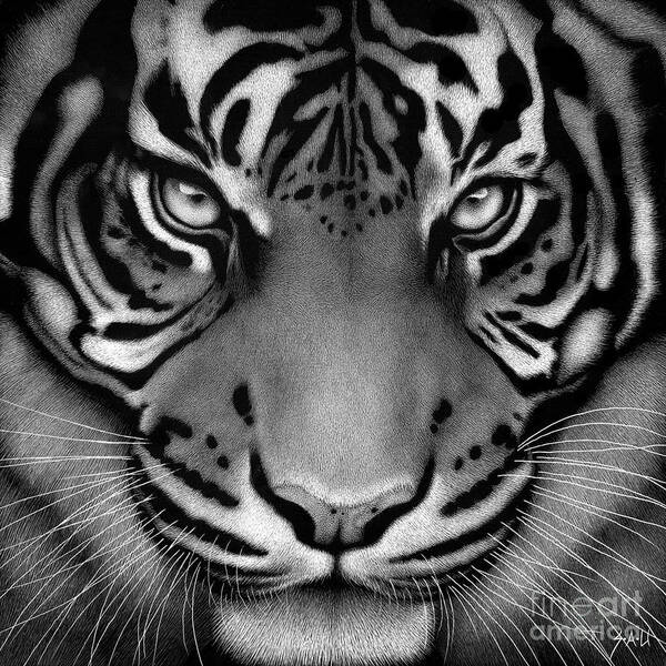 Tiger Poster featuring the drawing Watching by Sheryl Unwin