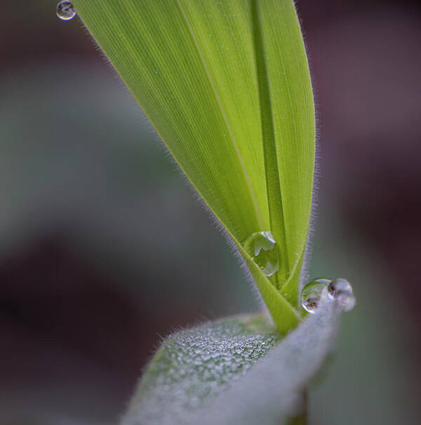 Water Poster featuring the photograph Water Drop On Grass by Phil And Karen Rispin