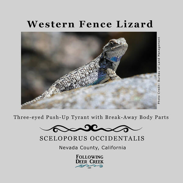Blue Belly Lizard Poster featuring the digital art Western Fence Lizard by Lisa Redfern