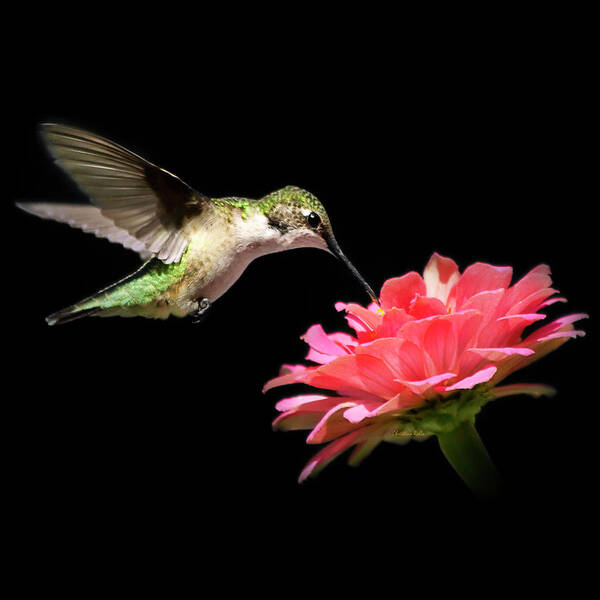 Hummingbirds Poster featuring the photograph Whispering Hummingbird Square by Christina Rollo