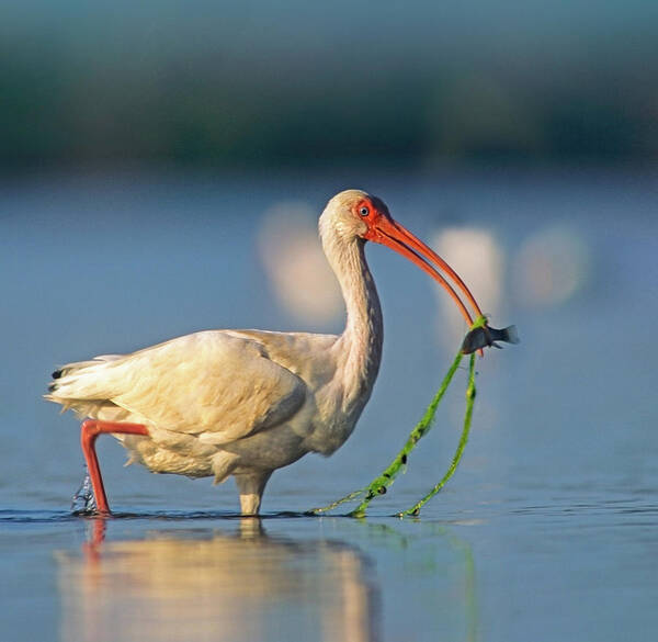 Tim Fitzharris Poster featuring the photograph White Ibis with Fish by Tim Fitzharris