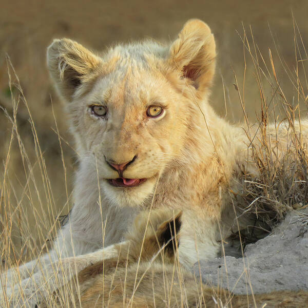 Strahl Poster featuring the photograph White Lion Up Close by Cheryl Strahl