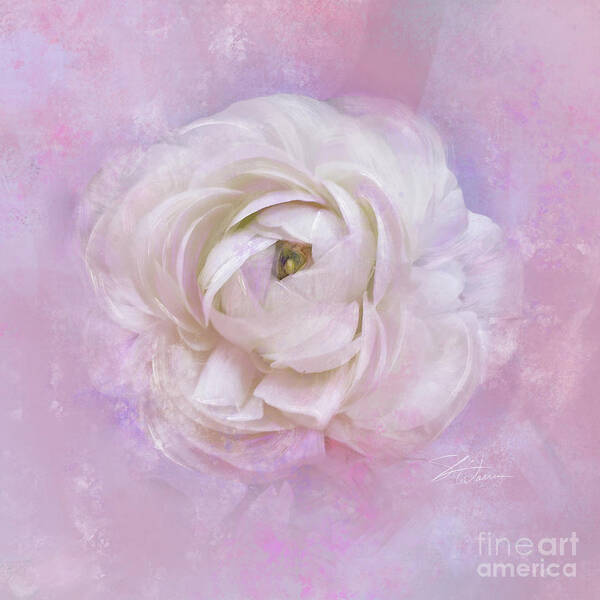 Ranunculus Poster featuring the mixed media White Ranunculus Dreams by Shari Warren