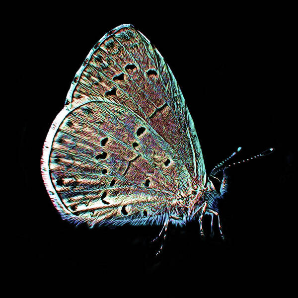 Art Poster featuring the digital art Wild Butterfly on Black Background by Artful Oasis