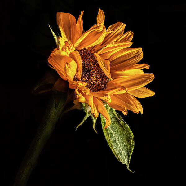 Black Background Poster featuring the photograph Wilting Sunflower #1 by Kevin Suttlehan