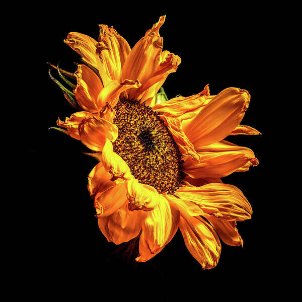 Black Background Poster featuring the photograph Wilting Sunflower #2 by Kevin Suttlehan