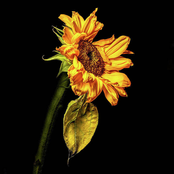 Black Background Poster featuring the photograph Wilting Sunflower #3 by Kevin Suttlehan