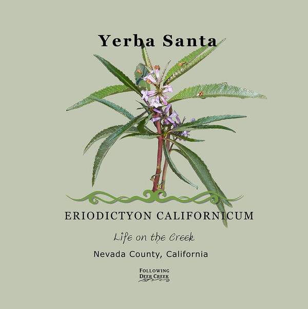 Medicinal Herb Poster featuring the digital art Yerba Santa Eriodictyon californicum by Lisa Redfern