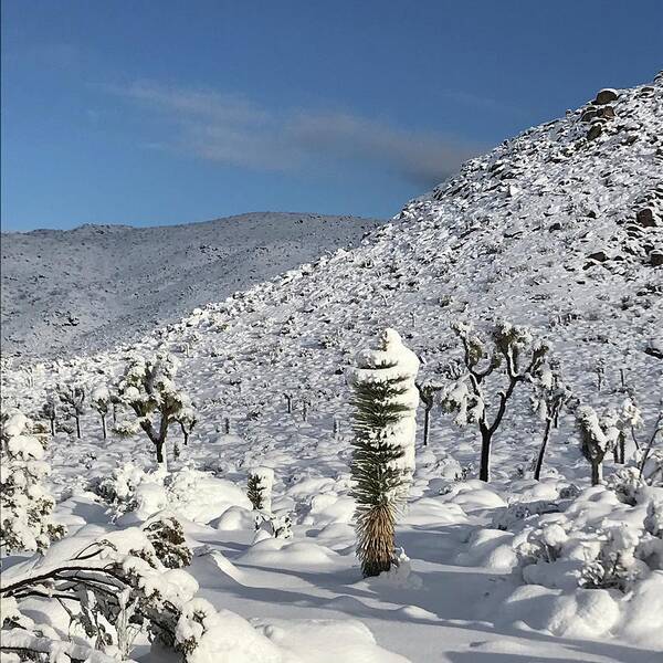 Joshua Tree Poster featuring the photograph Yucca in the Snow by Perry Hoffman