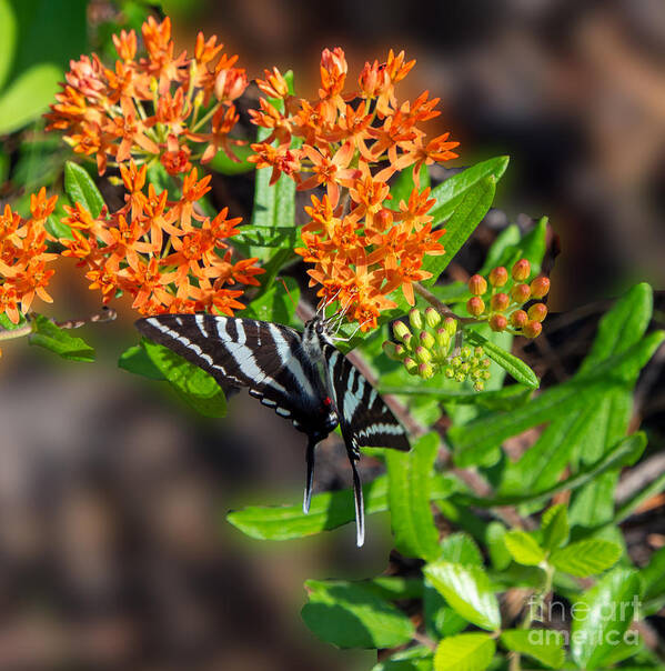 Zebra Swallowtail Poster featuring the photograph Zebra Swallowtail Butterfly on Orange Butterfly Weed by L Bosco