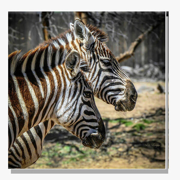 Zebra Poster featuring the photograph Zebras by Will Wagner