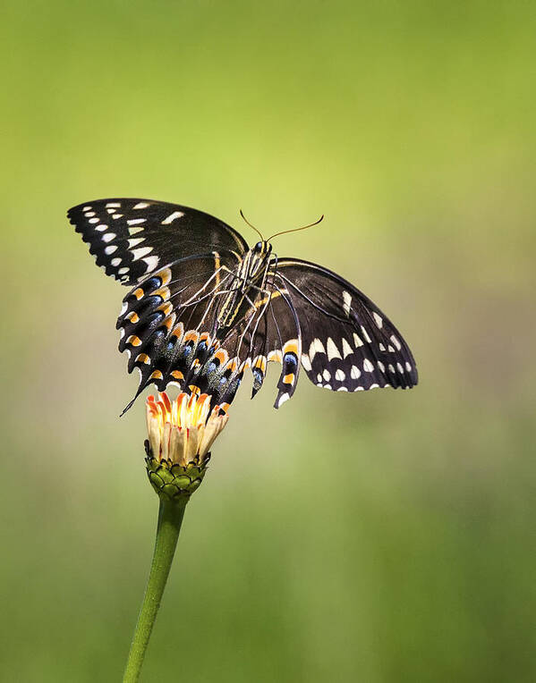 Butterfly Poster featuring the photograph Palamedes Swallowtail Butterfly Belly by Jo Ann Tomaselli