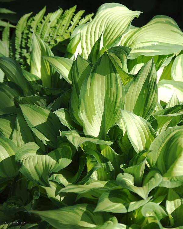 Hosta Poster featuring the photograph Hosta 5416 by Brian Gryphon