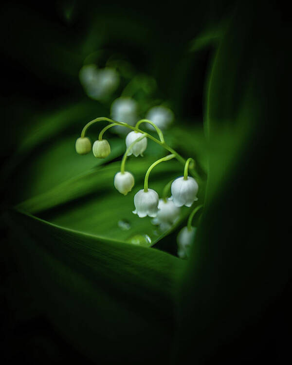 Lily Of The Valley Flower Poster featuring the photograph Lily of the Valley by Pamela Taylor