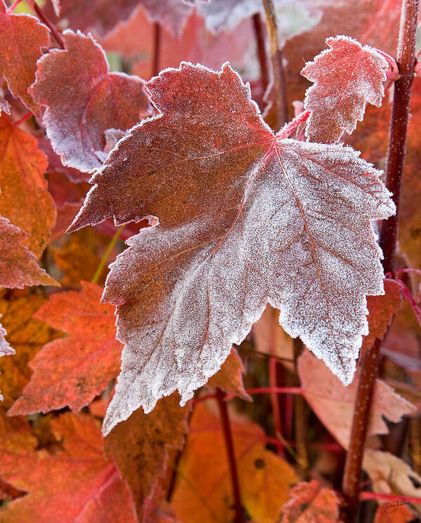 Canada Poster featuring the photograph Maple Frost by Doug Gibbons