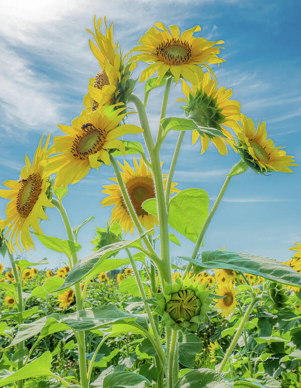 Sunflower Poster featuring the photograph Fountain of Sunflowers by Pam DeCamp