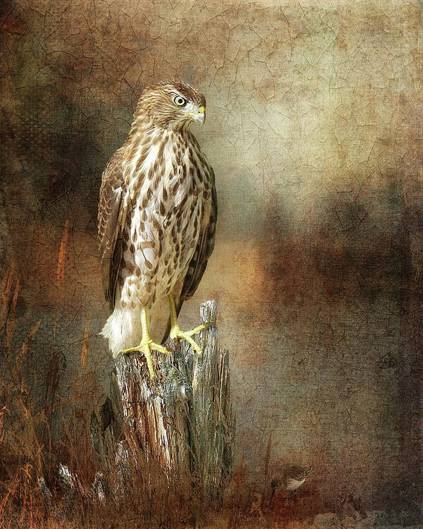 Bird Poster featuring the digital art The Lookout by Merrilee Soberg