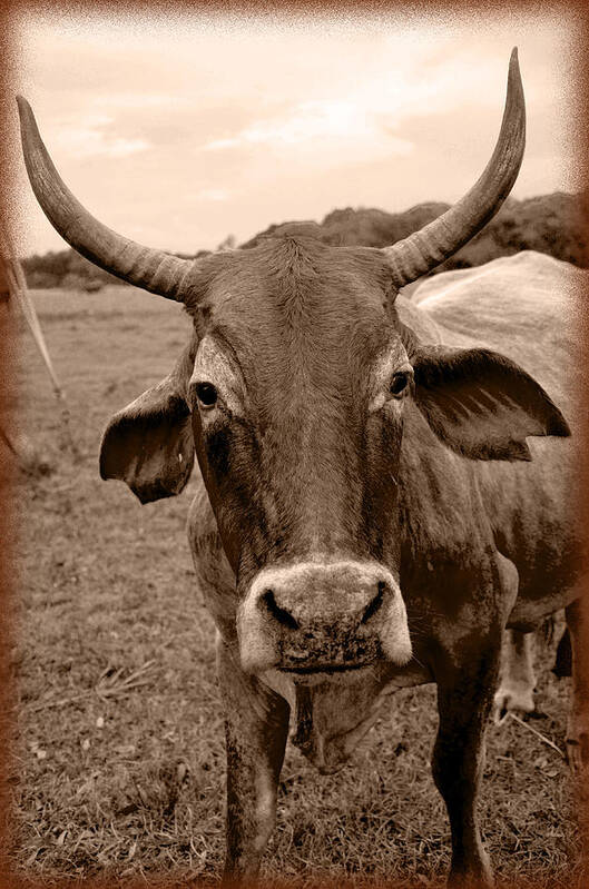 Cows Poster featuring the photograph Cow Photo 5 by Amanda Vouglas