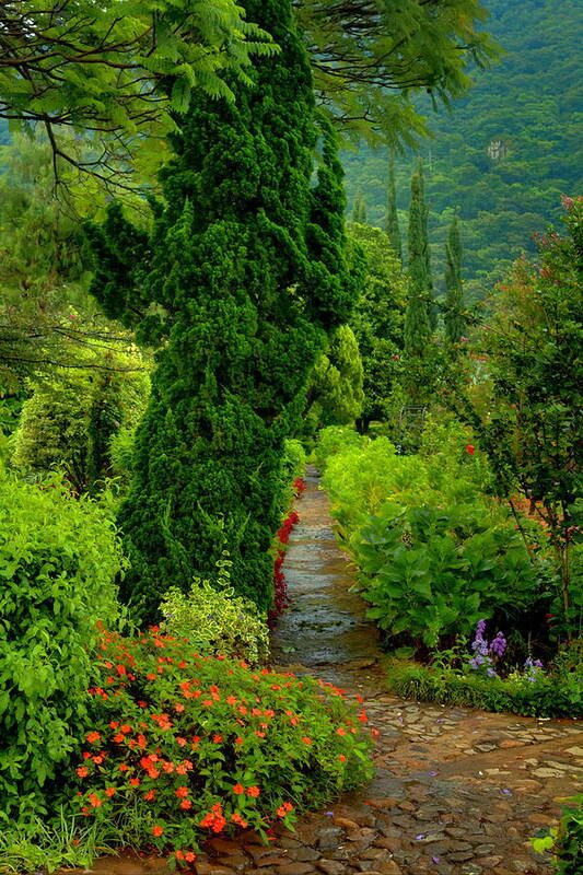 Nature Poster featuring the photograph Garden Path, Guatemala by Robert McKinstry