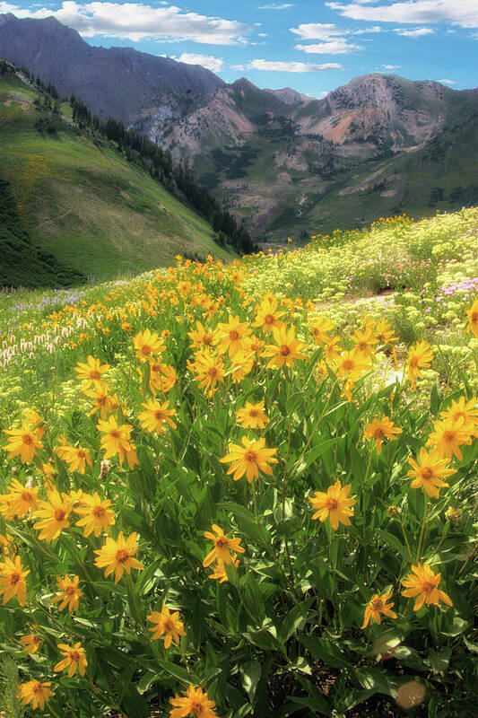  Poster featuring the photograph Albion Basin Wildflowers #5 by Douglas Pulsipher