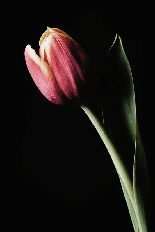 Flower Poster featuring the photograph Tulip #172 by Desmond Manny
