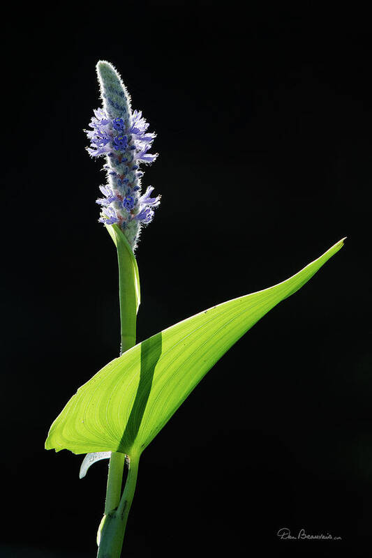 Pickerelweekd Poster featuring the photograph Pickerelweed 4169 by Dan Beauvais