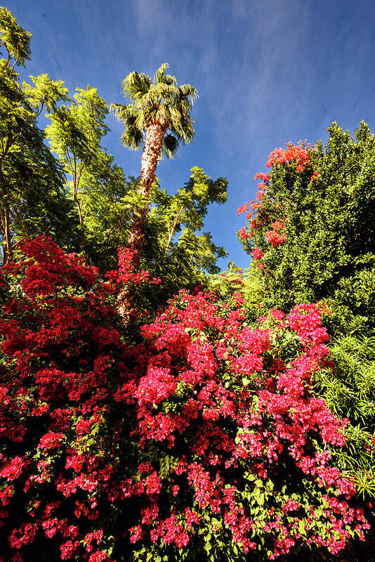 Blue Sky Poster featuring the photograph Bougainvillea Palm Springs California 0454 by Amyn Nasser