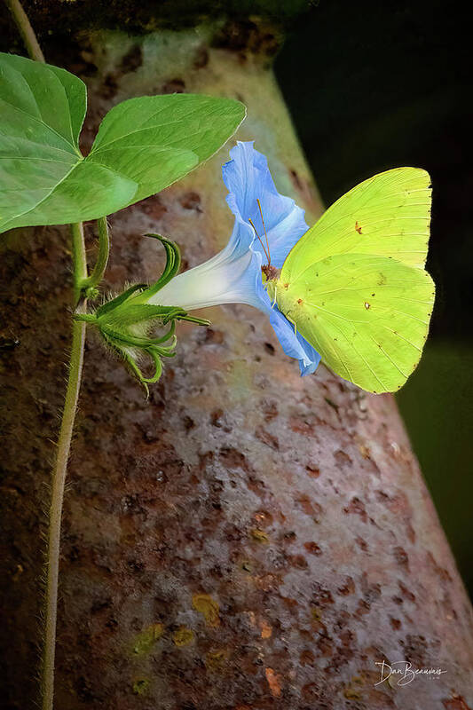 Butterfly Poster featuring the photograph Cloudless Sulphur on Morning Glory #9978 by Dan Beauvais