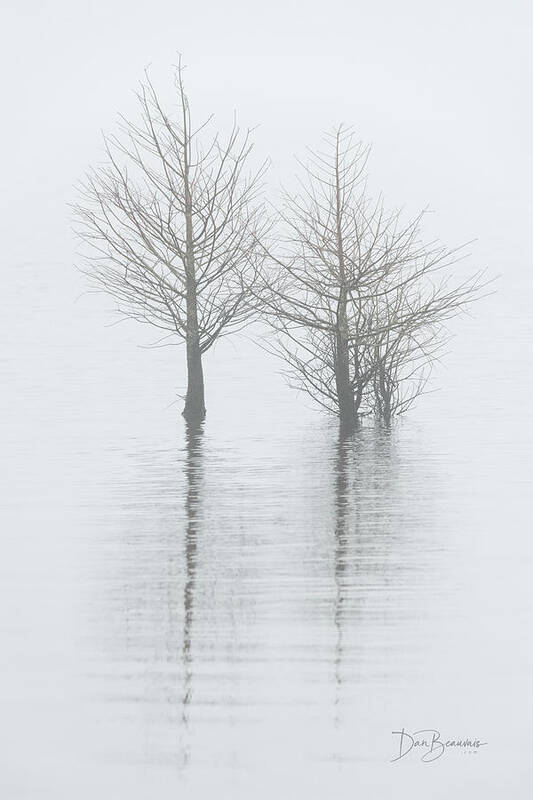 Fog Poster featuring the photograph Cypress in Fog 0241 by Dan Beauvais