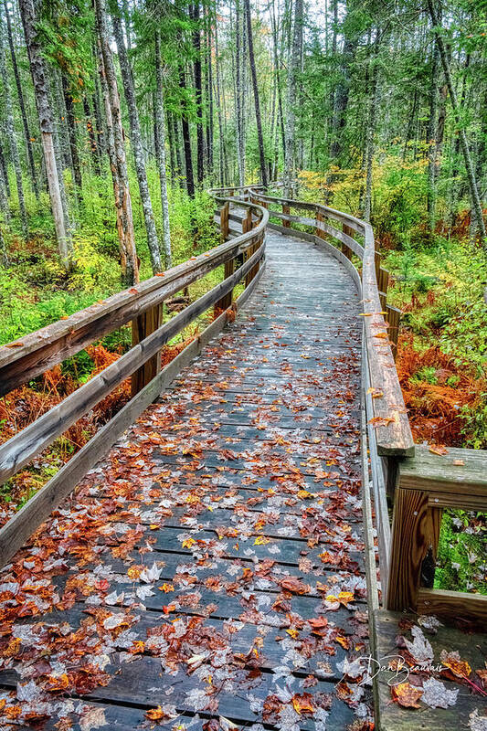 New England Poster featuring the photograph Mud Pond Trail Boardwalk #4561 by Dan Beauvais