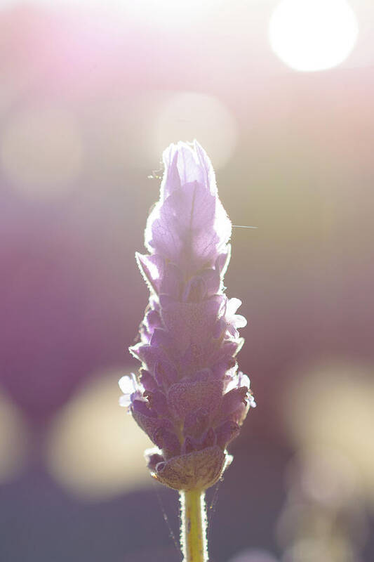 Illuminated Poster featuring the photograph Purple lavender flower by Mike Fusaro