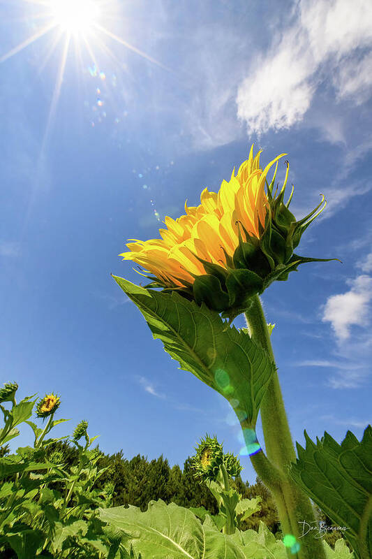 Sunflower Poster featuring the photograph Sunflower #3765 by Dan Beauvais