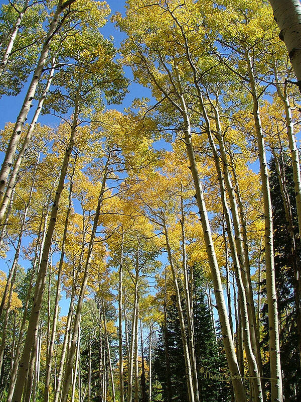 Mary Dove Art Poster featuring the photograph Flagstaff Aspens 794 by Mary Dove