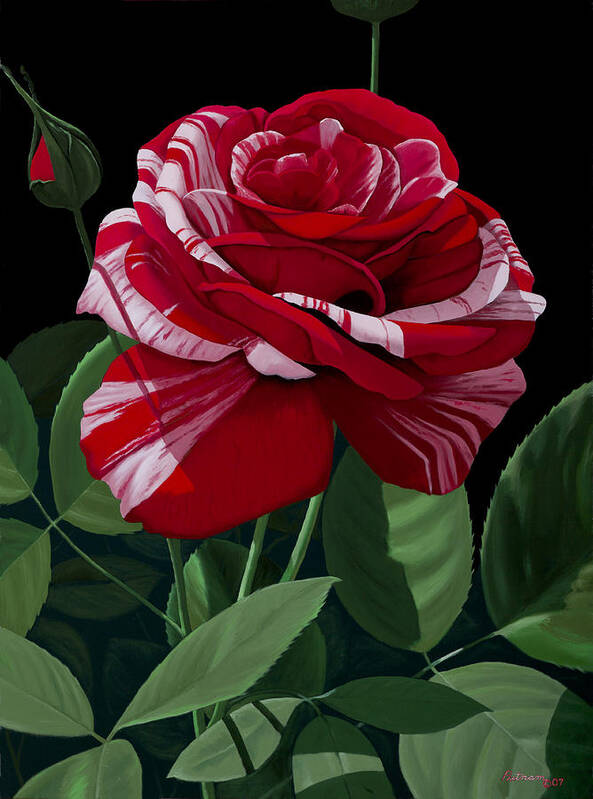 Roses Poster featuring the painting Scentimental by Michael Putnam