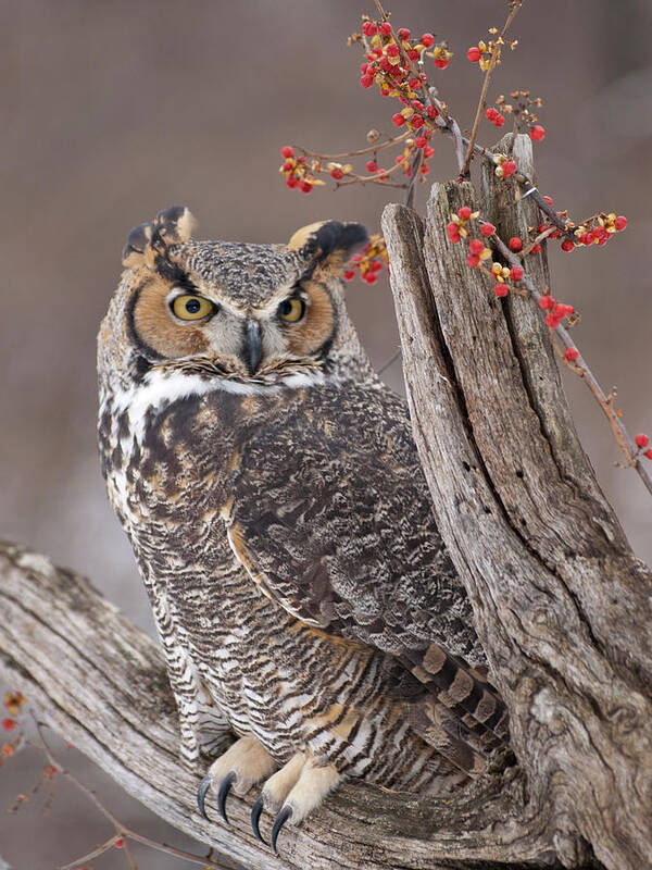 Great Horned Owl Poster featuring the photograph Great Horned Owl #5 by Cindy Lindow