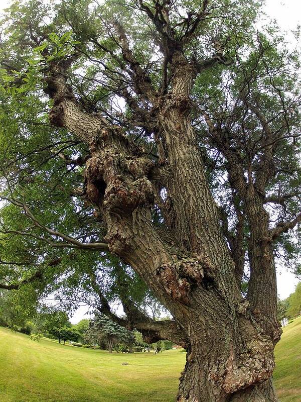 Tree Poster featuring the photograph Gnarly Tree by Deborah Ritch