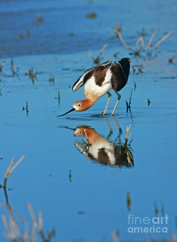 Birds Poster featuring the photograph American Avocet Reflection by John F Tsumas