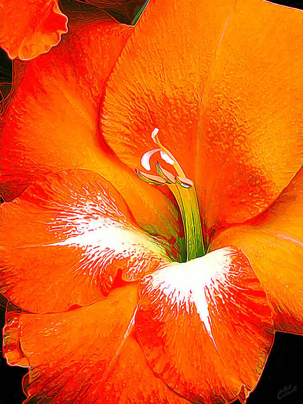 Nature Poster featuring the photograph Big Glad in Bright Orange by ABeautifulSky Photography by Bill Caldwell