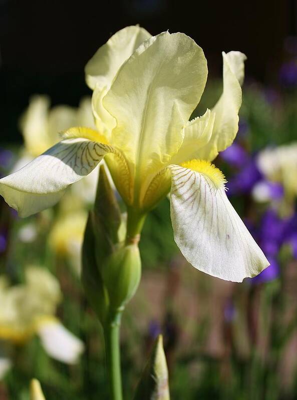 Flora Poster featuring the photograph White Iris 2 by Bruce Bley